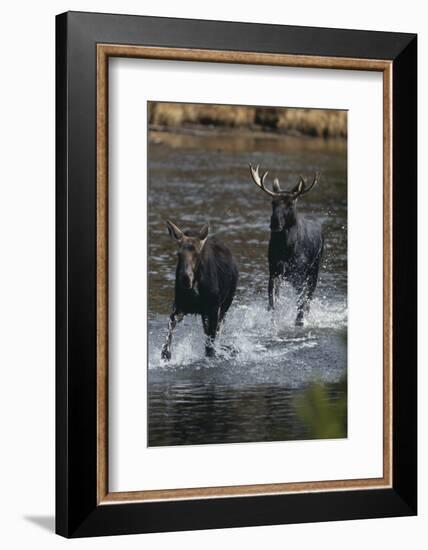 Moose Running in River-DLILLC-Framed Photographic Print