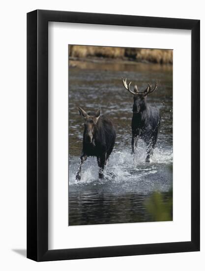 Moose Running in River-DLILLC-Framed Photographic Print