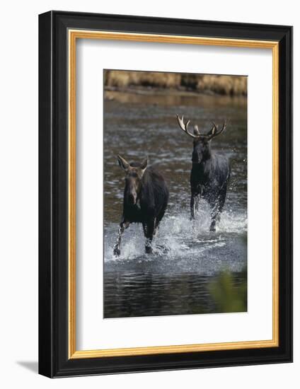 Moose Running in River-DLILLC-Framed Photographic Print
