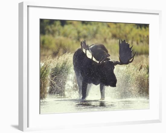 Moose Shower in Katmai National Park, Alaska, USA-Howie Garber-Framed Photographic Print