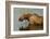 Moose Snack Time-Charles Glover-Framed Giclee Print