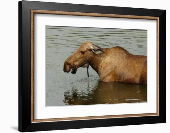 Moose Snack Time-Charles Glover-Framed Giclee Print