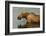 Moose Snack Time-Charles Glover-Framed Giclee Print