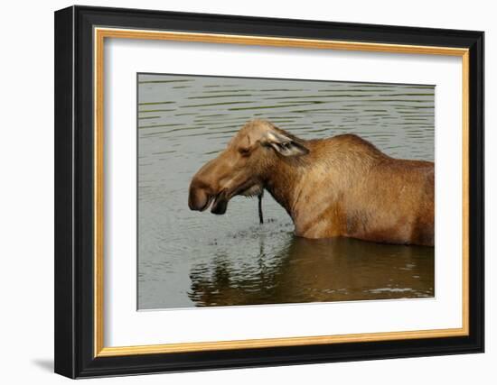 Moose Snack Time-Charles Glover-Framed Giclee Print