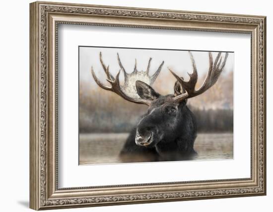 Moose Spa-Danita Delimont-Framed Photo