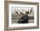 Moose Spa-Danita Delimont-Framed Photo