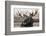 Moose Spa-Danita Delimont-Framed Photo