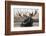 Moose Spa-Danita Delimont-Framed Photo