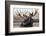 Moose Spa-Danita Delimont-Framed Photo