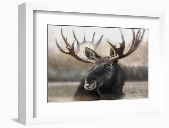 Moose Spa-Danita Delimont-Framed Photo