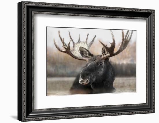 Moose Spa-Danita Delimont-Framed Photo