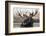 Moose Spa-Danita Delimont-Framed Photo