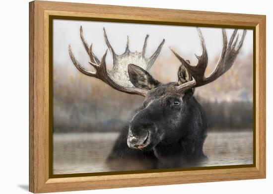 Moose Spa-Danita Delimont-Framed Stretched Canvas