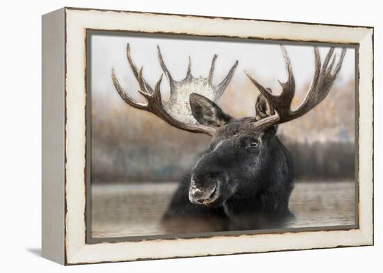 Moose Spa-Danita Delimont-Framed Stretched Canvas