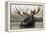 Moose Spa-Danita Delimont-Framed Stretched Canvas