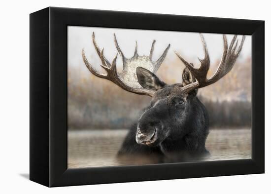 Moose Spa-Danita Delimont-Framed Stretched Canvas