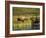 Moose Standing by Wonder Lake, Denali National Park, Alaska, USA-Hugh Rose-Framed Photographic Print