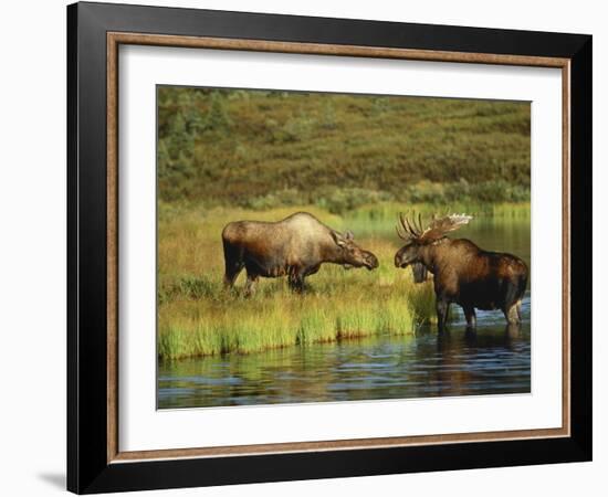 Moose Standing by Wonder Lake, Denali National Park, Alaska, USA-Hugh Rose-Framed Photographic Print