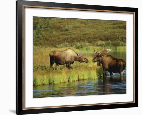 Moose Standing by Wonder Lake, Denali National Park, Alaska, USA-Hugh Rose-Framed Photographic Print