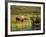 Moose Standing by Wonder Lake, Denali National Park, Alaska, USA-Hugh Rose-Framed Photographic Print