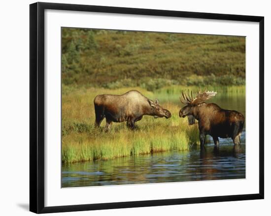 Moose Standing by Wonder Lake, Denali National Park, Alaska, USA-Hugh Rose-Framed Photographic Print