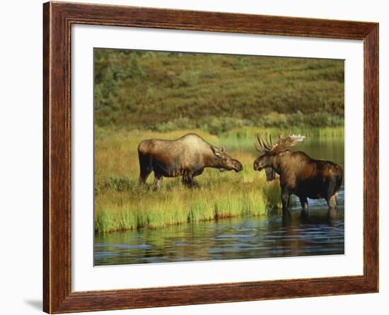 Moose Standing by Wonder Lake, Denali National Park, Alaska, USA-Hugh Rose-Framed Photographic Print