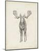 Moose Study-Ethan Harper-Mounted Art Print