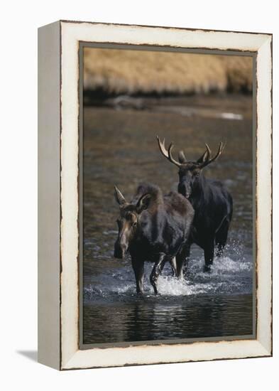 Moose Walking in River-DLILLC-Framed Premier Image Canvas