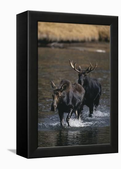 Moose Walking in River-DLILLC-Framed Premier Image Canvas