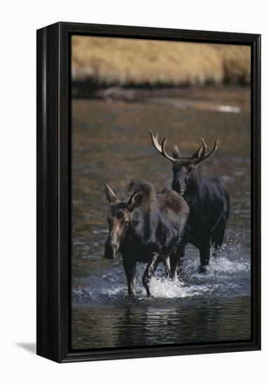 Moose Walking in River-DLILLC-Framed Premier Image Canvas