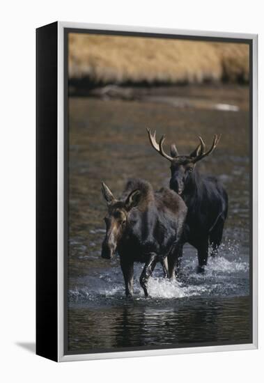 Moose Walking in River-DLILLC-Framed Premier Image Canvas