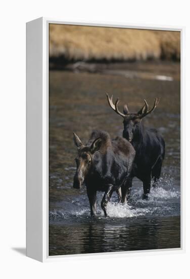 Moose Walking in River-DLILLC-Framed Premier Image Canvas