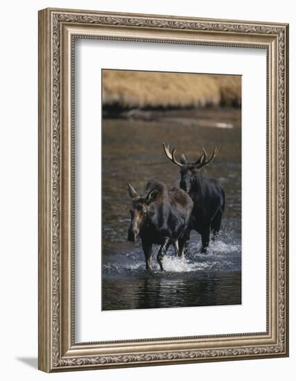 Moose Walking in River-DLILLC-Framed Photographic Print