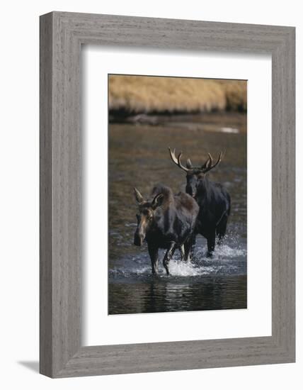 Moose Walking in River-DLILLC-Framed Photographic Print