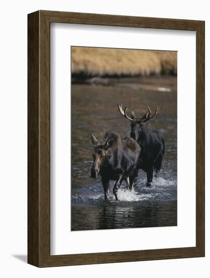 Moose Walking in River-DLILLC-Framed Photographic Print