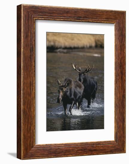 Moose Walking in River-DLILLC-Framed Photographic Print