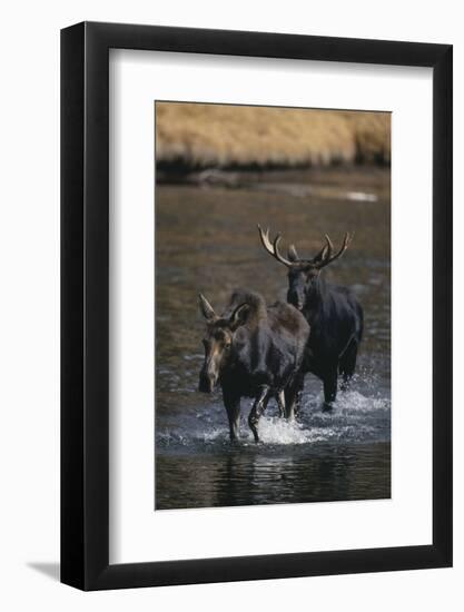 Moose Walking in River-DLILLC-Framed Photographic Print