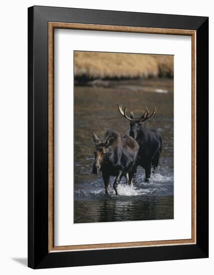 Moose Walking in River-DLILLC-Framed Photographic Print