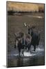 Moose Walking in River-DLILLC-Mounted Photographic Print