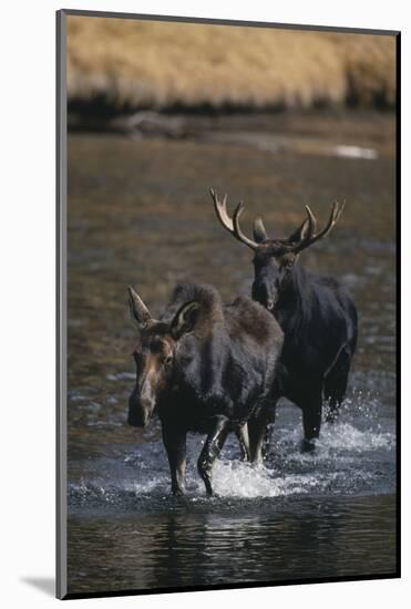 Moose Walking in River-DLILLC-Mounted Photographic Print