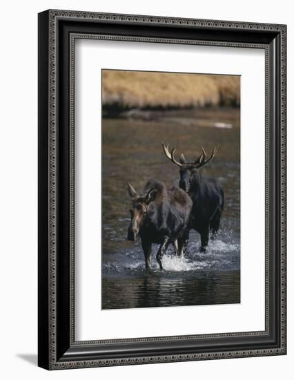 Moose Walking in River-DLILLC-Framed Photographic Print