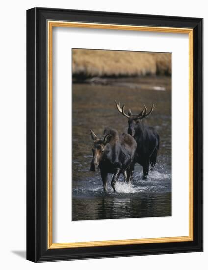 Moose Walking in River-DLILLC-Framed Photographic Print