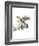 Moose-Philippe Debongnie-Framed Art Print