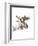 Moose-Philippe Debongnie-Framed Art Print