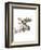 Moose-Philippe Debongnie-Framed Art Print