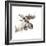 Moose-Philippe Debongnie-Framed Giclee Print