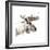 Moose-Philippe Debongnie-Framed Giclee Print