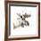 Moose-Philippe Debongnie-Framed Giclee Print