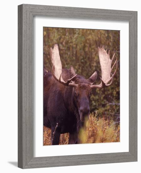 Moose-Elizabeth DeLaney-Framed Photographic Print