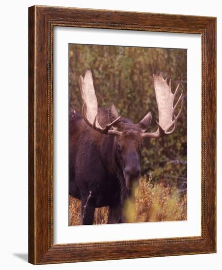 Moose-Elizabeth DeLaney-Framed Photographic Print